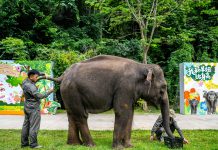 Cina: nello Yunnan si celebra il compleanno dell’elefante Yangniu (3)