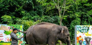 Cina: nello Yunnan si celebra il compleanno dell’elefante Yangniu (3)