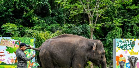 Cina: nello Yunnan si celebra il compleanno dell’elefante Yangniu (3)