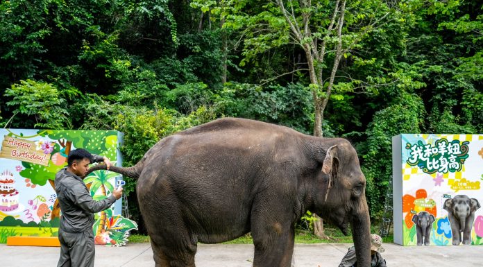 Cina: nello Yunnan si celebra il compleanno dell’elefante Yangniu (3)