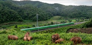 Cina: Yunnan sviluppa approccio completo nella tutela di elefanti asiatici (2)