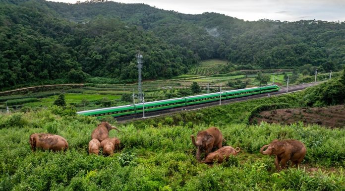 Cina: Yunnan sviluppa approccio completo nella tutela di elefanti asiatici (2)