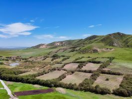 Cina: realizzati progetti di ripristino ecologico della zona umida di Zoige (2)