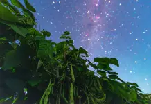 Cina: il cielo stellato visto dalle colture dell’Heilongjiang (1)