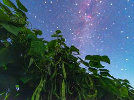 Cina: il cielo stellato visto dalle colture dell’Heilongjiang (1)