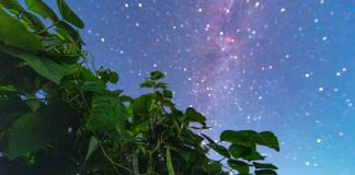 Cina: il cielo stellato visto dalle colture dell’Heilongjiang (1)