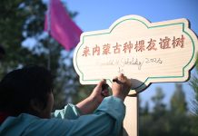 Cina: un’amicizia fa nascere una foresta nell’area sabbiosa di Maowusu (2)