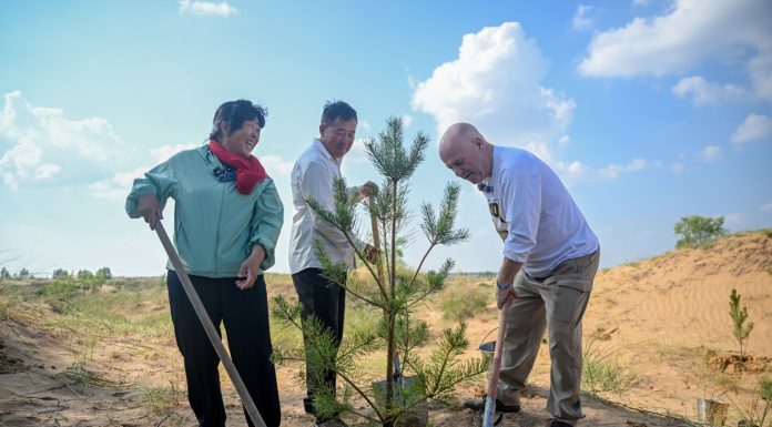 Cina: un’amicizia fa nascere una foresta nell’area sabbiosa di Maowusu (3)