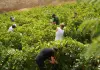 Vendemmia della legalità, raccolti a Salemi 44 quintali di uva in un fondo confiscato alla mafia