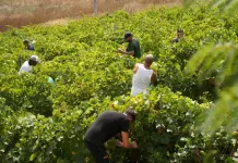 Vendemmia della legalità, raccolti a Salemi 44 quintali di uva in un fondo confiscato alla mafia