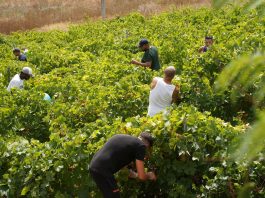 Vendemmia della legalità, raccolti a Salemi 44 quintali di uva in un fondo confiscato alla mafia