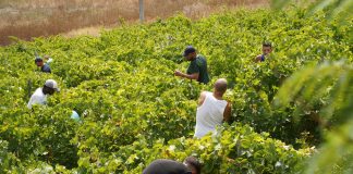 Vendemmia della legalità, raccolti a Salemi 44 quintali di uva in un fondo confiscato alla mafia