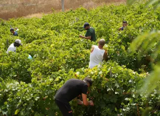 Vendemmia della legalità, raccolti a Salemi 44 quintali di uva in un fondo confiscato alla mafia