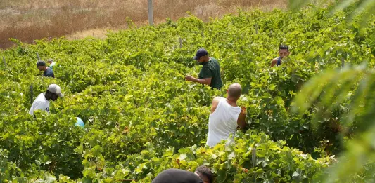 Vendemmia della legalità, raccolti a Salemi 44 quintali di uva in un fondo confiscato alla mafia