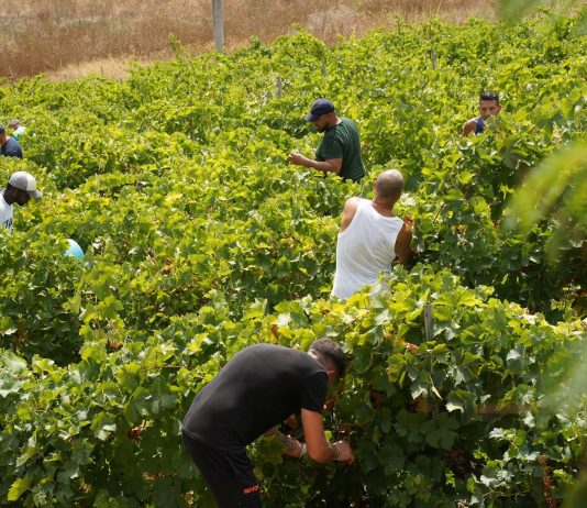 Vendemmia della legalità, raccolti a Salemi 44 quintali di uva in un fondo confiscato alla mafia
