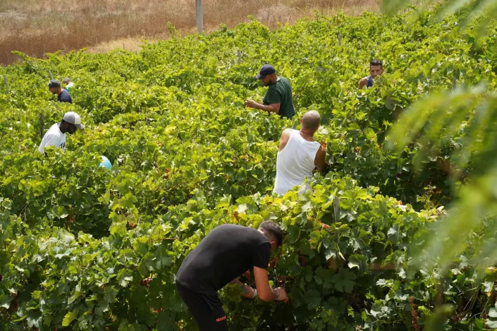 Vendemmia legalità