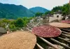Cina: raccolti autunnali colorano il villaggio di Huangling nel Jiangxi (2)