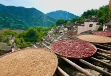 Cina: raccolti autunnali colorano il villaggio di Huangling nel Jiangxi (2)