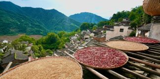 Cina: raccolti autunnali colorano il villaggio di Huangling nel Jiangxi (2)