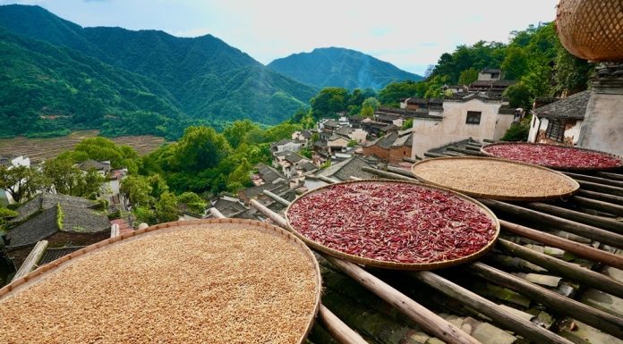 Cina: raccolti autunnali colorano il villaggio di Huangling nel Jiangxi (2)