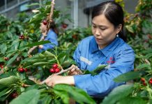 Cina: Shandong, agricoltura intelligente favorisce lo sviluppo rurale (2)