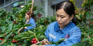 Cina: Shandong, agricoltura intelligente favorisce lo sviluppo rurale (2)