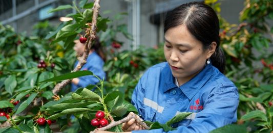 Cina: Shandong, agricoltura intelligente favorisce lo sviluppo rurale (2)