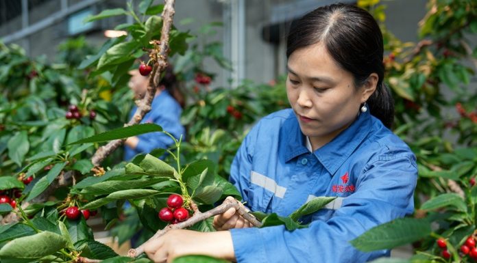Cina: Shandong, agricoltura intelligente favorisce lo sviluppo rurale (2)