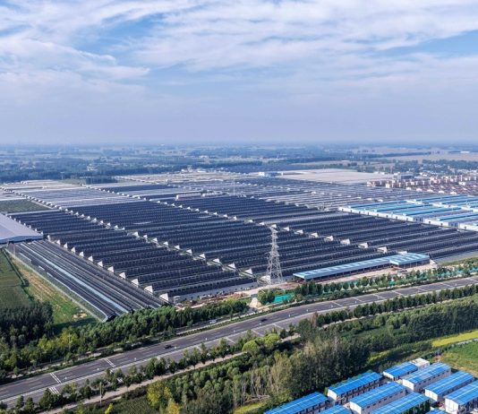 Cina: Shandong, agricoltura intelligente favorisce lo sviluppo rurale (3)