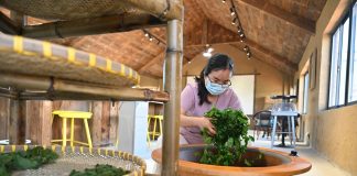 Cina: Suqian, filiere di gelso e baco da seta stimolano economia dei villaggi (1)