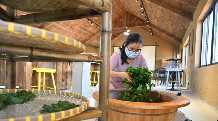 Cina: Suqian, filiere di gelso e baco da seta stimolano economia dei villaggi (1)