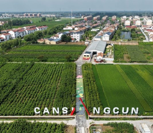Cina: Suqian, filiere di gelso e baco da seta stimolano economia dei villaggi (3)