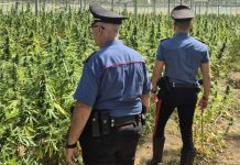 Droga, maxi sequestro di marijuana nel Cagliaritano: arrestato un 65enne