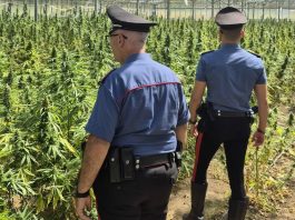 Droga, maxi sequestro di marijuana nel Cagliaritano: arrestato un 65enne