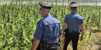 Droga, maxi sequestro di marijuana nel Cagliaritano: arrestato un 65enne