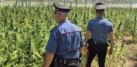 Droga, maxi sequestro di marijuana nel Cagliaritano: arrestato un 65enne
