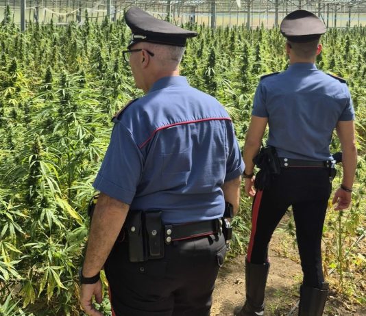 Droga, maxi sequestro di marijuana nel Cagliaritano: arrestato un 65enne