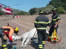Cavallo cade in un canale ad Ales, recuperato con un elicottero dai Vigili del fuoco