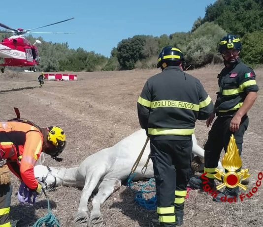 Cavallo cade in un canale ad Ales, recuperato con un elicottero dai Vigili del fuoco