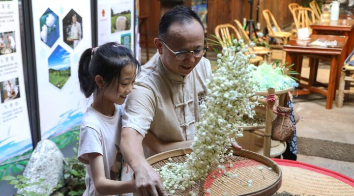 Cina: a Fuzhou il tè al gelsomino unisce tradizione, innovazione e turismo (1)