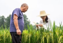 Cina: Hunan, tecnica agricola al servizio della rivitalizzazione rurale (3)