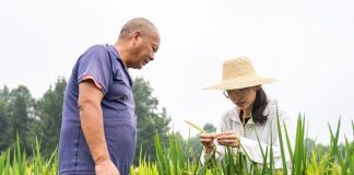 Cina: Hunan, tecnica agricola al servizio della rivitalizzazione rurale (3)