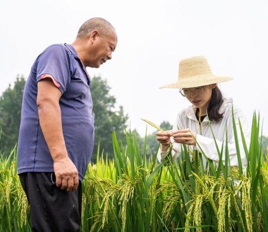 Cina: Hunan, tecnica agricola al servizio della rivitalizzazione rurale (3)