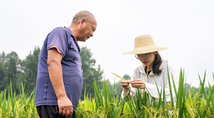 Cina: Hunan, tecnica agricola al servizio della rivitalizzazione rurale (3)