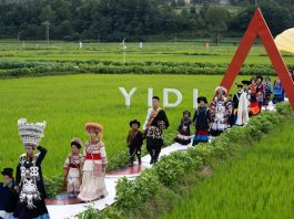 Cina: Sichuan, sfilata con costumi etnici tradizionali tra le risaie (2)