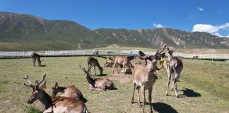 Cina: monti Qilian, allevamento di cervi nobili stimola l’ecoturismo (1)