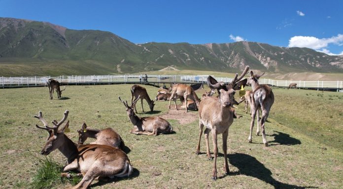 Cina: monti Qilian, allevamento di cervi nobili stimola l’ecoturismo (1)