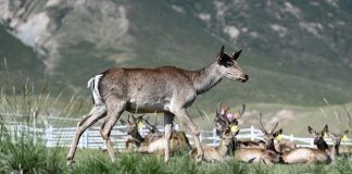 Cina: monti Qilian, allevamento di cervi nobili stimola l’ecoturismo (2)