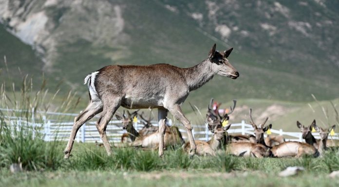 Cina: monti Qilian, allevamento di cervi nobili stimola l’ecoturismo (2)