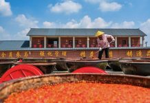 Cina: preparazione della salsa al peperoncino nell’Hunan (2)